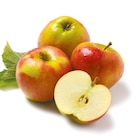 Aktuelles Jonagold Angebot bei Netto mit dem Scottie in Cottbus ab 0,99 €