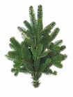 Nordmanntanne Handbund im Angebot bei Netto mit dem Scottie in Halle Nordmanntanne Handbund Angebote bei Netto mit dem Scottie Halle für 2,49 €