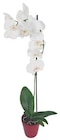 Aktuelles Orchidee im Keramik-Übertopf Angebot bei Kaufland in Bochum ab 8,88 €