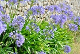 Jardiland Châtellerault - Promo Agapanthe ECLOZ Promo Agapanthe ECLOZ à 14,99 € dans le catalogue Jardiland à Châtellerault