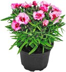 Penny Schwarzenberg - Nelke Angebot im Prospekt Nelke bei Penny im Schwarzenberg Prospekt für 1,79 €