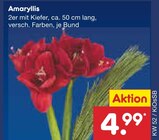 Aktuelles Amaryllis Angebot bei Netto Marken-Discount in Nürnberg ab 4,99 €