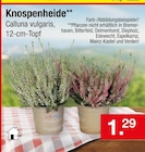 Knospenheide bei Zimmermann im Oldenburg Prospekt für 1,29 €