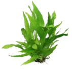 Grünpflanzen im Pflanzen Kölle Prospekt Wasserpflanze Javafarn von Kölle im aktuellen Pflanzen Kölle Prospekt für 5,49 €