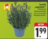 Lavendel 'angustifolia' im Angebot bei EDEKA in Erlangen Lavendel 'angustifolia' Angebote von Franken bei EDEKA Erlangen für 1,99 €