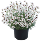 Marokkanisches Gänseblümchen im OBI Prospekt Marokkanisches Gänseblümchen von GROW by OBI im aktuellen OBI Prospekt für 3,99 €