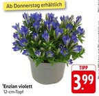 Enzian violett bei E center im Lampertheim Prospekt für 3,99 €