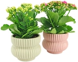 Queen of Flowers bei REWE im Hamm Prospekt für 4,99 €