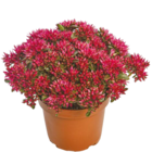 XXL Sedum-Mix  im aktuellen Netto mit dem Scottie Prospekt für 4,99 €