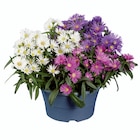 Aster trois couleurs en coupe - Lidl à Argenteuil Aster trois couleurs en coupe en promo chez Lidl Argenteuil à 3,99 €