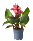 Plante verte en cache pot vintage ou Canna indica en promo chez Lidl Plante verte en cache pot vintage ou Canna indica dans le catalogue Lidl
