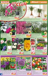 Heidekraut Angebot & Preis im aktuellen Norma Prospekt Heidekraut Angebot im aktuellen Norma Prospekt auf Seite 10