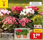 Aktuelle Blumen Angebote bei Netto Marken-Discount in Augsburg Aktuelles Beetpflanzen Angebot bei Netto Marken-Discount in Augsburg ab 1,99 €