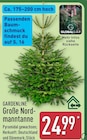 Große Nordmanntanne bei ALDI Nord im Oberkrämer Prospekt für 24,99 €
