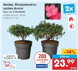 Azalee, Rhododendron azalea Anouk im Netto Marken-Discount Prospekt Azalee, Rhododendron azalea Anouk im aktuellen Netto Marken-Discount Prospekt fĂŒr 23,99 âŹ