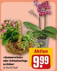 Aktuelles »Sommerwiese« oder Schmetterlingsorchidee Angebot bei REWE in Duisburg ab 9,99 €