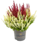 Calluna mehrfarbig im Kaufland Prospekt Calluna mehrfarbig im aktuellen Kaufland Prospekt für 2,59 €