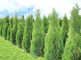 Aktuelle Thuja Angebote bei Thomas Philipps in Duisburg Aktuelles Thuja Brabant Angebot bei Thomas Philipps in Duisburg ab 4,44 €
