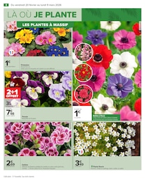 Offre Plantes dans le catalogue Carrefour du moment à la page 6