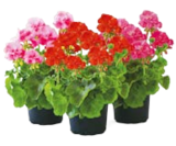 Geranien bei BayWa Bau- und Gartenmärkte im Prospekt "" für 2,23 €