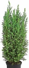 Baum im Dehner Garten-Center Prospekt KONIFERE Chamaecyparis lawsoniana im aktuellen Dehner Garten-Center Prospekt für 2,79 €