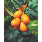 Kumquat en promo chez Carrefour Kumquat dans le catalogue Carrefour