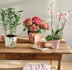 Hortensia pot 14 cm dans un sac en promo chez Intermarché Super Nancy à 14,99 €