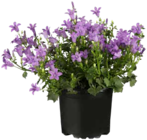 Polster-Glockenblume Angebote von GROW by OBI bei OBI Celle für 6,99 €