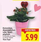 Aktuelles Kalanchoe Angebot bei E center in Berlin ab 5,99 €