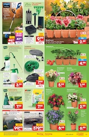Balkonpflanzen im Netto Marken-Discount Prospekt in Suhl Aktueller Netto Marken-Discount Prospekt mit Balkonpflanzen, "Aktuelle Angebote", Seite 13