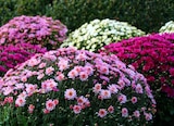 Garten-Center Nordharz GmbH & Co. KG - Chrysanthemen Angebot im Prospekt Chrysanthemen bei Garten-Center Nordharz GmbH & Co. KG im Prospekt "" für 5,99 €