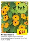 toom Baumarkt Butzbach - Kletterpflanzen Angebot im Prospekt Kletterpflanzen bei toom Baumarkt im Butzbach Prospekt für 6,99 €
