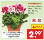 Becherprimel  im aktuellen Netto Marken-Discount Prospekt für 2,99 €