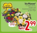 Trio Pflanzen Angebote bei EDEKA Kempten für 2,99 €