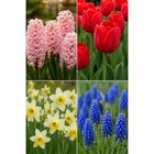 Bulbes de fleurs à Carrefour Market dans Étrépagny