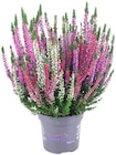 Besenheide-Trio Angebote bei Penny Pinneberg für 2,79 €
