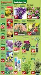 Obst Angebot im aktuellen Thomas Philipps Prospekt auf Seite 2