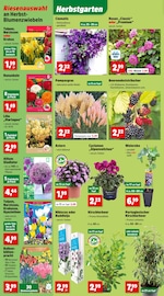 Ähnliche Angebote wie Gartenliege im Prospekt "Top Angebote" auf Seite 2 von Thomas Philipps in Castrop-Rauxel