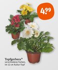 Topfgerbera im aktuellen tegut Prospekt für 4,99 €