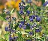 Bartblume im Hagebaumarkt Prospekt zum Preis von 9,99 €