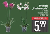 Orchidee 'Phalaenopsis' im Angebot bei E center in Regensburg Orchidee 'Phalaenopsis' Angebote bei E center Regensburg für 5,99 €