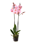 Orchidée 2 tiges couleur - Lidl à Sarcelles Orchidée 2 tiges couleur en promo chez Lidl Sarcelles à 12,99 €