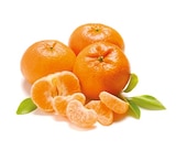 Mandarinen 'Nadorcott' für 1,69 € bei Netto mit dem Scottie im Angebot Mandarinen 'Nadorcott' im aktuellen Netto mit dem Scottie Prospekt