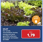 Salat Angebote bei Profi-Baumarkt Eifel Trier für 1,79 €