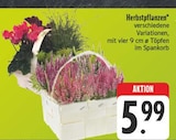 Herbstpflanzen im Angebot bei EDEKA in Leipzig Herbstpflanzen Angebote bei EDEKA Leipzig für 5,99 €