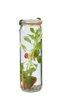 Wasserpflanze im Glas im Lidl Prospekt Wasserpflanze im Glas im aktuellen Lidl Prospekt für 6,99 €