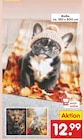 Decke mit Tiermotiv im Angebot bei Netto Marken-Discount in Recklinghausen Decke mit Tiermotiv Angebote bei Netto Marken-Discount Recklinghausen für 12,99 €