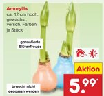 Amaryllis Angebote bei Netto Marken-Discount Chemnitz für 5,99 €