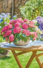 toom Baumarkt Wolfsburg - Ballhortensie „Tabletensia“ Angebot im Prospekt Ballhortensie „Tabletensia“ bei toom Baumarkt im Wolfsburg Prospekt für 25,99 €