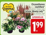 Chrysanthemen multiflora im Angebot bei EDEKA in Kempten Chrysanthemen multiflora Angebote bei EDEKA Kempten für 1,99 €